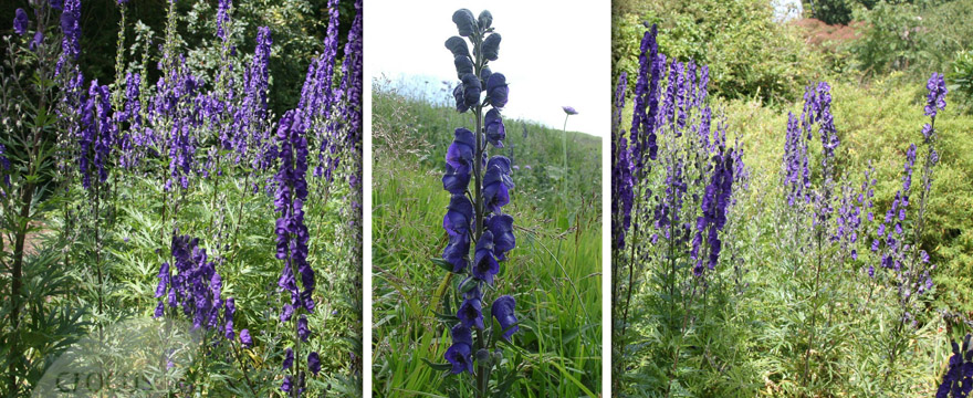 Aconitum (Aconitum napellus – Sisakvirág)