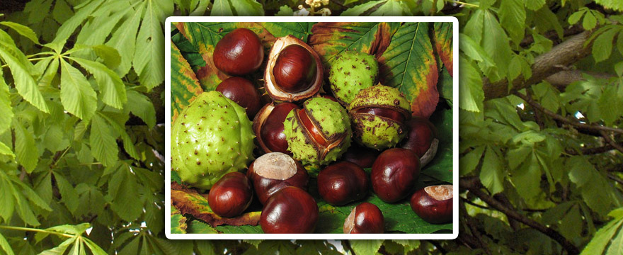 Aesculus hippocastanum (Vadgesztenyefélék) – hagyma