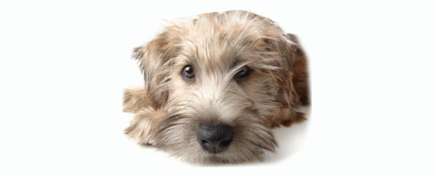 Homeopátia állatoknál: Gyakori probléma nyáron a toklász