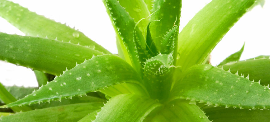 A homeopátiás gyógyszerek eredete