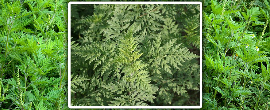 Ambrosia artemisoefolia – parlagfű