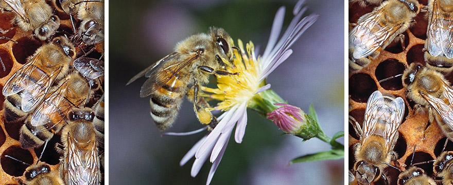 Apis (Apis mellifica – Háziméh)