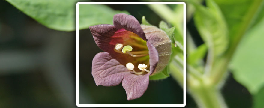 Atropa Belladonna (Belladonna – Nadragulya)
