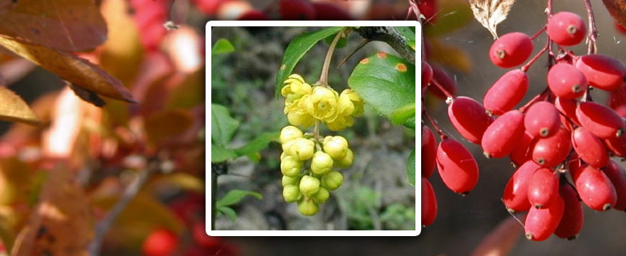 Berberis vulgaris (Sóskabokorféle)