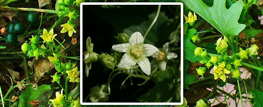 Bryonia (Bryonia – Fekete földitök)