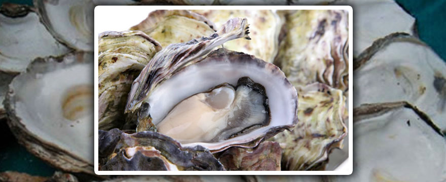 Calcarea carbonica (Osztrigafélék)