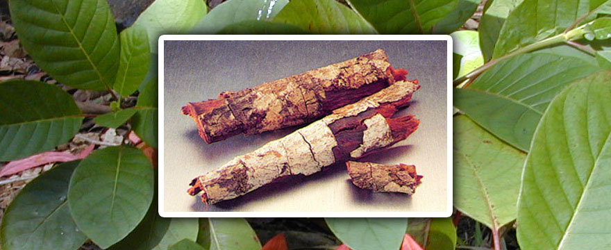 China rubra (Buzérfélék)