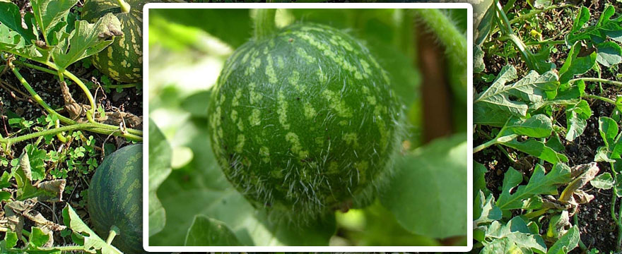 Colocynthis (Tökfélék)