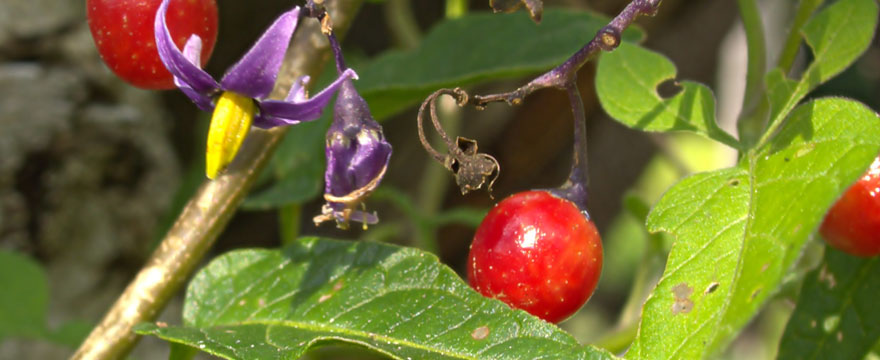 Dulcamara (Burgonyafélék)