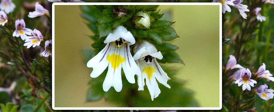 Euphrasia officinalis (Tátogatófélék)