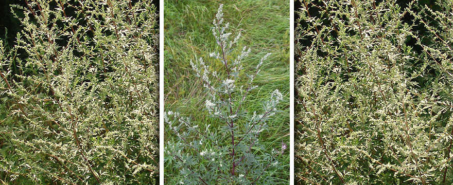 Artemisia Vulgaris (fekete üröm)
