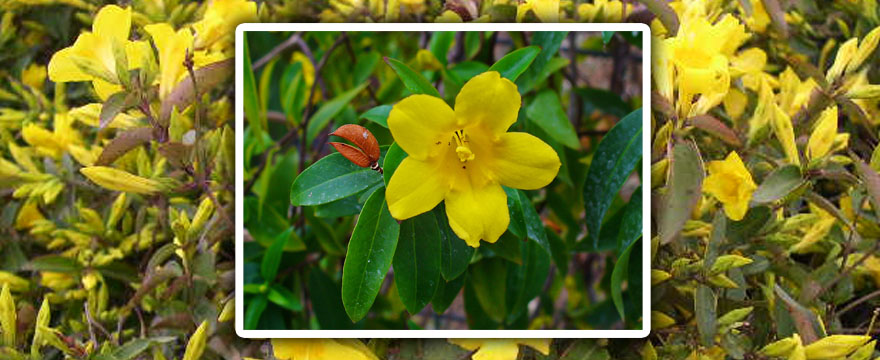 Gelsemium (Gelsemium sempervirens – Vadjázmin)