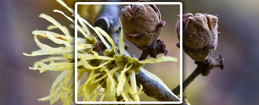 Hamamellis virginiana (Hamamellisfélék)