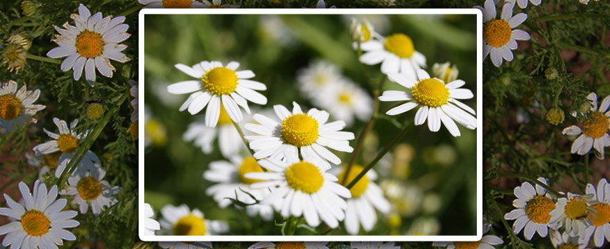 Chamomilla (Chamomilla – Kamilla, vagy orvosi székfű)