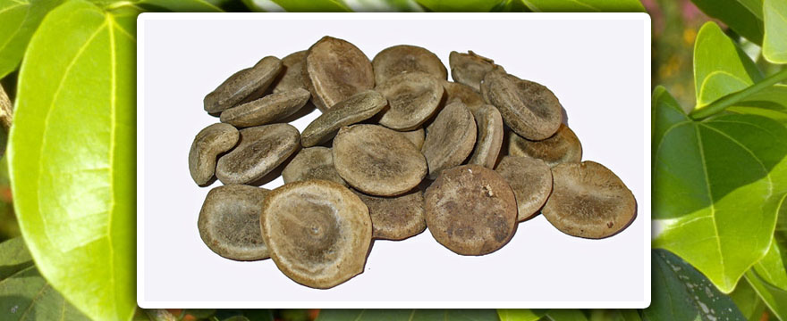 Nux vomica (Sztrichninfa)