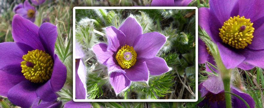 A szezon szere – Pulsatilla (Kökörcsin, vagy szellőrózsa)